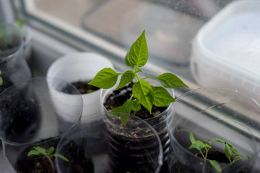 Genç biber bitkisi toprakla dolu plastik bir kabın içinde yetişir. Parlak yeşil yapraklar dışarıya doğru uzanıyor. Pencere ışığı alanı hafifçe aydınlatır. Yakınlarda, ek bahçıvanlık malzemeleri görülebilir.