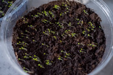 Topraktan çıkan küçük filizlenmiş tohumlar ışık kaynağına doğru sola doğru eğilmektedir. Parlak yeşil uçlar karanlık dünyayla tezat oluşturuyor. Şeffaf kabın ana hatları yumuşak, nemli çevre büyümeyi besliyor.