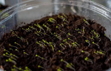 Topraktan çıkan küçük filizlenmiş tohumlar ışık kaynağına doğru sola doğru eğilmektedir. Parlak yeşil uçlar karanlık dünyayla tezat oluşturuyor. Şeffaf kabın ana hatları yumuşak, nemli çevre büyümeyi besliyor.