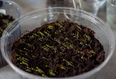 Topraktan çıkan küçük filizlenmiş tohumlar ışık kaynağına doğru sola doğru eğilmektedir. Parlak yeşil uçlar karanlık dünyayla tezat oluşturuyor. Şeffaf kabın ana hatları yumuşak, nemli çevre büyümeyi besliyor.