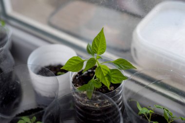 Genç biber bitkisi toprakla dolu plastik bir kabın içinde yetişir. Parlak yeşil yapraklar dışarıya doğru uzanıyor. Pencere ışığı alanı hafifçe aydınlatır. Yakınlarda, ek bahçıvanlık malzemeleri görülebilir.