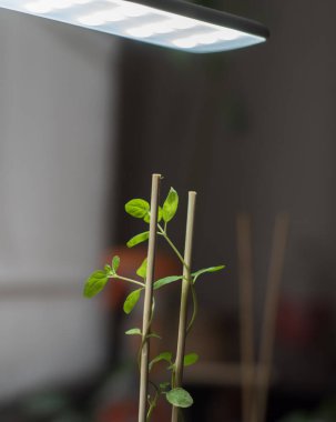 Nane bitkisi, yukarıdaki masa lambasının yumuşak ışığı altında bambu desteğiyle dimdik ayakta duruyor. İnce gövdelerden yeşil yapraklar uzanıyor. Kapalı alanlarda gelişiyor. Dikkatli bir şekilde hafif aydınlatılıyor..
