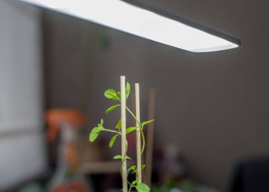 Nane bitkisi, yukarıdaki masa lambasının yumuşak ışığı altında bambu desteğiyle dimdik ayakta duruyor. İnce gövdelerden yeşil yapraklar uzanıyor. Kapalı alanlarda gelişiyor. Dikkatli bir şekilde hafif aydınlatılıyor..