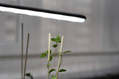 Nane bitkisi, yukarıdaki masa lambasının yumuşak ışığı altında bambu desteğiyle dimdik ayakta duruyor. İnce gövdelerden yeşil yapraklar uzanıyor. Kapalı alanlarda gelişiyor. Dikkatli bir şekilde hafif aydınlatılıyor..