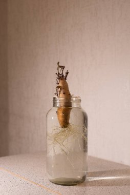 Tatlı patates yumrusu su dolu plastik kavanozu kaplar. Kürdan süspansiyonu sağlar. Sert ışık altında filizlenen filizler. Canlı sahne, modern organik gelişimin sergilendiği masaya dayanıyor. Kalın titreşim!