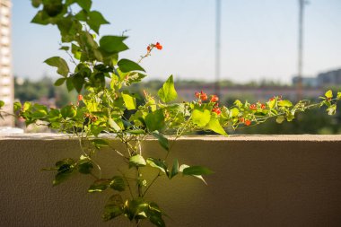 Mutfak zeminine yerleştirilmiş altın soğanlar, desenli yüzeyle teması gösterir, depolama veya transfer aşamasını gösterir, görsel değerlendirme ve sıralama için uygundur.