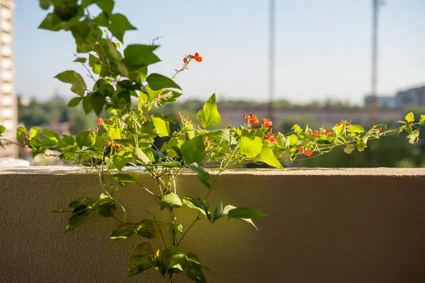 Mutfak zeminine yerleştirilmiş altın soğanlar, desenli yüzeyle teması gösterir, depolama veya transfer aşamasını gösterir, görsel değerlendirme ve sıralama için uygundur.