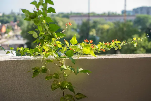 Mutfak zeminine yerleştirilmiş altın soğanlar, desenli yüzeyle teması gösterir, depolama veya transfer aşamasını gösterir, görsel değerlendirme ve sıralama için uygundur.