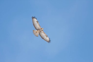 Bayağı şahin (Buteo buteo) uçuş, arkadan görünüm