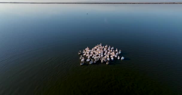 Озеро Ебер Пелікани Відпочивають Озері Апьонкарахісар Туреччина — стокове відео