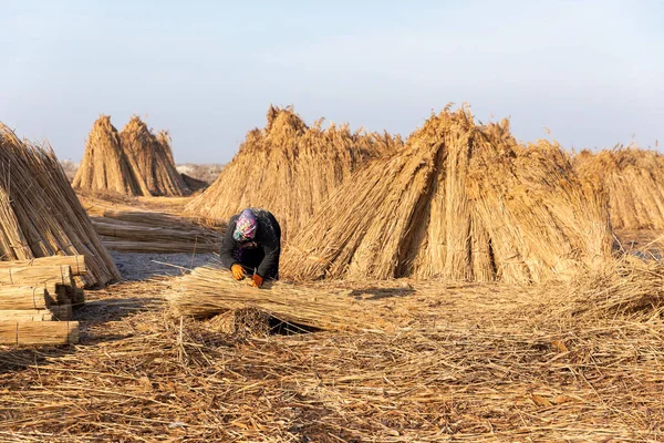 Unidentified woman workers harvest reeds and bulrush from the Lake Eber in Afyon,Turkey and sells them to the matting industry.