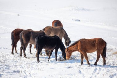 Wild horses are running and on the snow. Yilki horses are wild horses that are not owned in Kayseri, Turkey