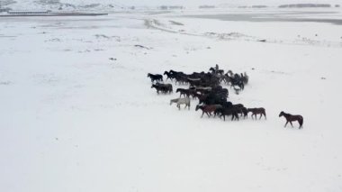 Wild horses are running and on the snow. Yilki horses are wild horses that are not owned in Kayseri, Turkey