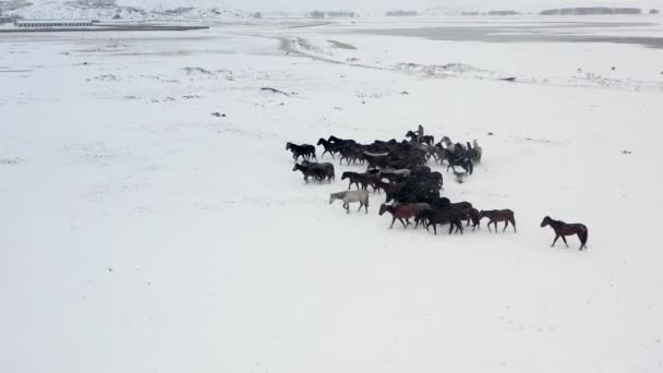 Wild Horses Running Snow Yilki Horses Wild Horses Owned Kayseri — Stok video