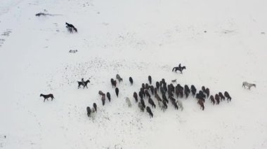 Wild horses are running and on the snow