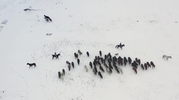 Wild Horses Running Snow — Stok video