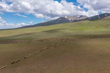shepherd grazing her sheepi Erzincan, Turkey