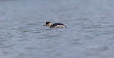 water bird looking for food to feed in the sea, Little Grebe, Tachybaptus ruficollis