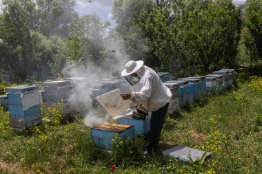 Arıcı elinde arılarla bir bal hücresi tutuyor. Apiculture. Apiary. Bal peteği üzerinde çalışan arılar. Arılar taraklar üzerinde çalışır.