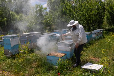 Arıcı elinde arılarla bir bal hücresi tutuyor. Apiculture. Apiary. Bal peteği üzerinde çalışan arılar. Arılar taraklar üzerinde çalışır.