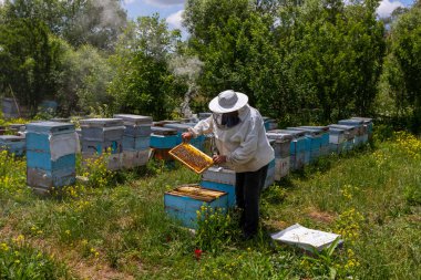 Arıcı elinde arılarla bir bal hücresi tutuyor. Apiculture. Apiary. Bal peteği üzerinde çalışan arılar. Arılar taraklar üzerinde çalışır.