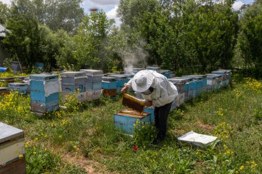 Arıcı elinde arılarla bir bal hücresi tutuyor. Apiculture. Apiary. Bal peteği üzerinde çalışan arılar. Arılar taraklar üzerinde çalışır.