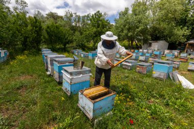 Arıcı elinde arılarla bir bal hücresi tutuyor. Apiculture. Apiary. Bal peteği üzerinde çalışan arılar. Arılar taraklar üzerinde çalışır.