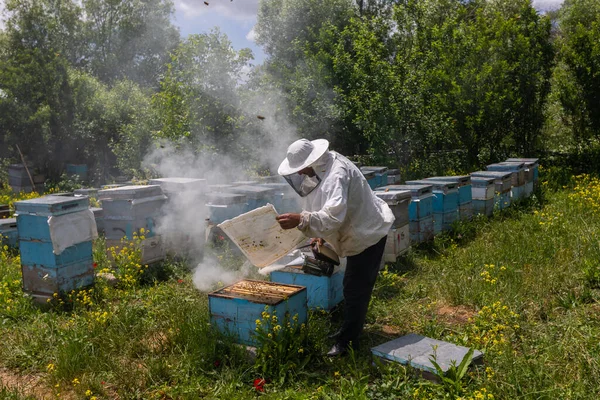 Arıcı elinde arılarla bir bal hücresi tutuyor. Apiculture. Apiary. Bal peteği üzerinde çalışan arılar. Arılar taraklar üzerinde çalışır.