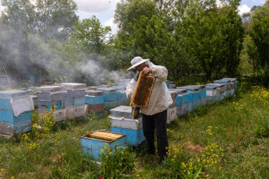 Arıcı elinde arılarla bir bal hücresi tutuyor. Apiculture. Apiary. Bal peteği üzerinde çalışan arılar. Arılar taraklar üzerinde çalışır.