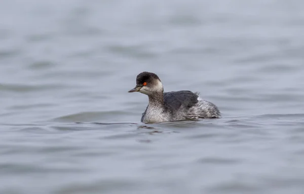 water bird looking for food to feed in the sea, Little Grebe, Tachybaptus ruficollis