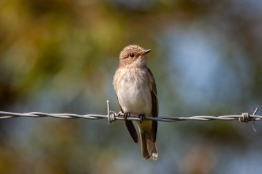 little bird watching around on wire, Spotted Flycatcher, Muscicapa striata