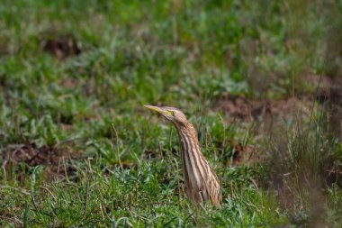 long-necked heron looking for food, Little Bittern, Ixobrychus minutus