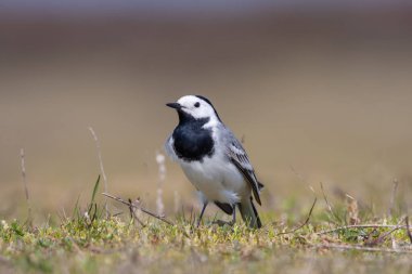 little bird on the grass, White Wagtail, Motacilla alba