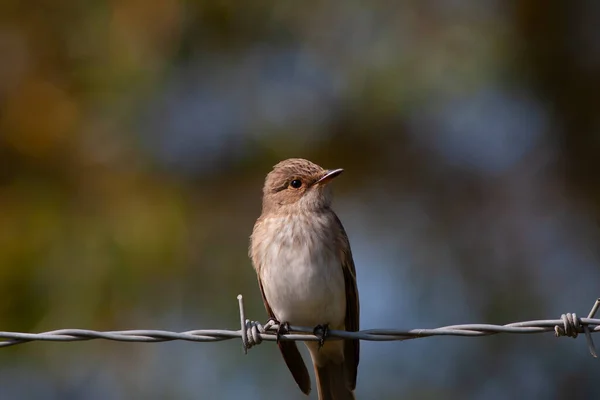 little bird watching around on wire, Spotted Flycatcher, Muscicapa striata