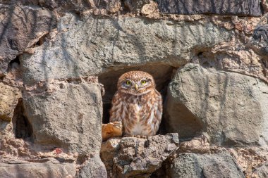 little owl in a hole in the castle wall