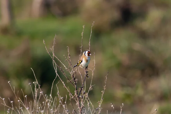 Śpiew Ptaków Wśród Suchych Gałęzi Goldfinch Carduelis Carduelis — Zdjęcie stockowe