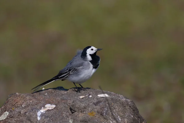 little bird watching around on the stone, White Wagtail, Motacilla alba