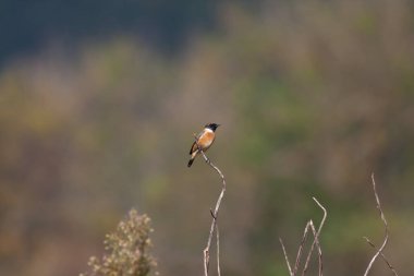little bird watching looking around  in woodland, European Stonechat, Saxicola rubicola