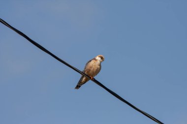 bird watching around on wire, Falco vespertinus, Red-footed Falcon