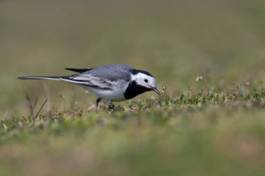little bird on the grass, White Wagtail, Motacilla alba