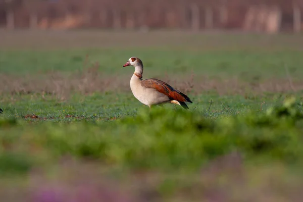 large bird on the grass, Egyptian Goose, Alopochen aegyptiaca