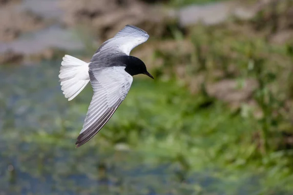 Ptak Wodny Szukający Zdobyczy Rybitwa Czarna Chlidonias Niger — Zdjęcie stockowe