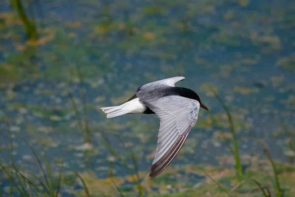 Water Bird Seeking Prey Black Tern Chlidonias Niger — Stock Photo, Image