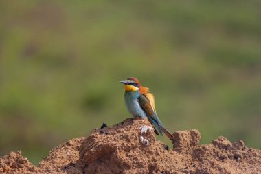 colourful bird watching around on the ground, European Bee-eater, Merops apiaster