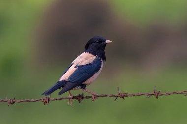 bird watching around on wire, Rosy Starling, Pastor roseus