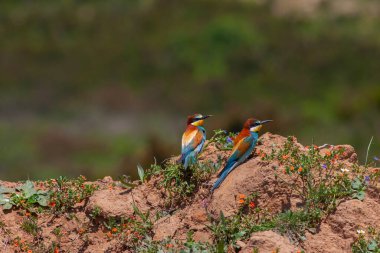 colourful bird watching around on the ground, European Bee-eater, Merops apiaster