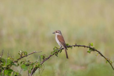 bird looking around  in woodland, Red-backed Shrike, Lanius collurio