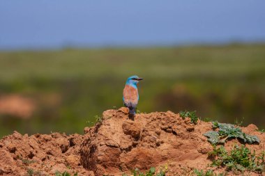 bird watching around on the ground, European Roller, Coracias garrulus