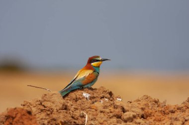 colourful bird watching around on the ground, European Bee-eater, Merops apiaster