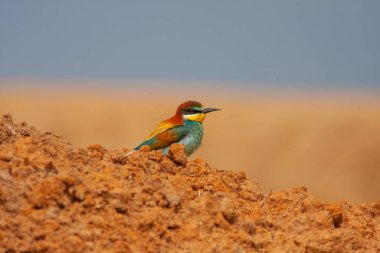 colourful bird watching around on the ground, European Bee-eater, Merops apiaster